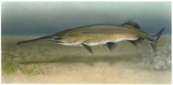 Paddlefish Polyodon spathula.jpg