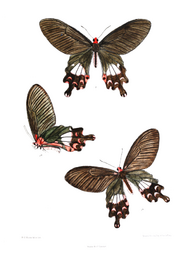 Papilio janaka 433.png