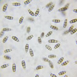 Pestalotiopsis microspora (Speg.) G.C. Zhao & N. Li (517923).jpg