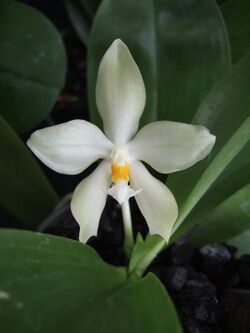 Phalaenopsis micholitzii.jpg