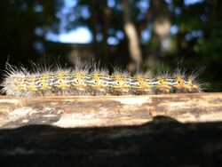 Phalera bucephala 20050909 416.jpg