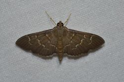 Pilocrocis ramentalis – Scraped Pilocrocis Moth (14608573132).jpg