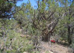Pinyon juniper persistent woodland.jpg