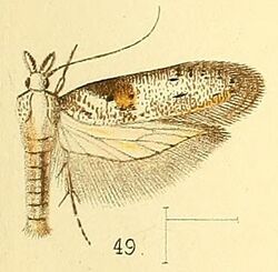Pl.5-fig.49-Anarsia inculta Walsingham, 1891.jpg