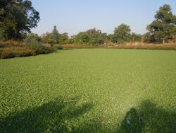 A pond in Odesa, Ukraine covered with water lettuce (Pistia stratiotes)