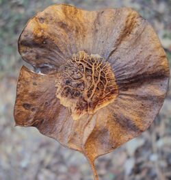 Pterocarpus dalbergioides - Andaman Padauk 02.JPG