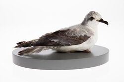 Cook's petrel mount from the collection of Auckland Museum