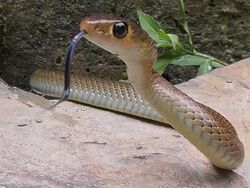 Ptyas korros- Indochinese rat snake.jpg