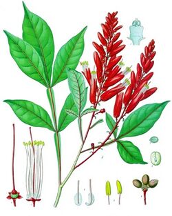 Quassia amara - Köhler–s Medizinal-Pflanzen-117.jpg