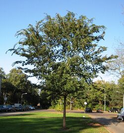 RN Ulmus parvifolia (Hilversum).JPG