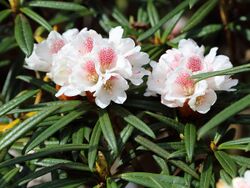 Rhododendron roxieanum-IMG 6699.JPG