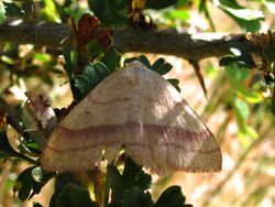 Rhodostrophia vibicaria.jpg