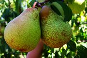 Rocha Pear.jpg