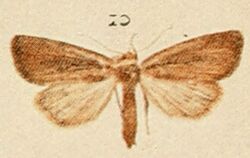 Small Rufous Moths of the British Isles.jpg