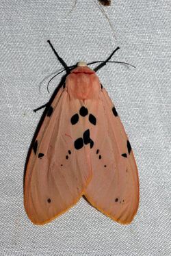 Spilosoma ericsoni (Arctiidae Arctiinae).jpg