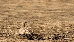 Spotted Sandgrouse in kutch.jpg