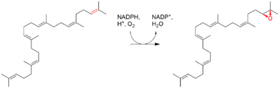 Squalene epoxide biosynthesis.png