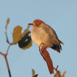 Sylvietta ruficapilla subsp ruficapilla, Menongue, Birding Weto, a.jpg