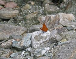 Tabby at Samsing, Duars, West Bengal W IMG 6259.jpg