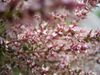 Tamarix gallica bloemen.jpg