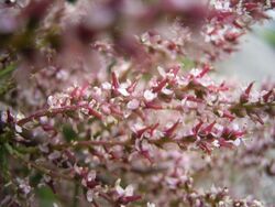 Tamarix gallica bloemen.jpg