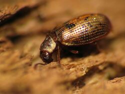 Tooth-necked Fungus Beetle - Flickr - treegrow.jpg