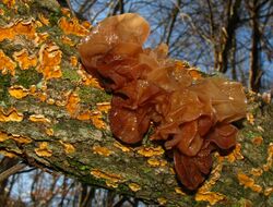 Tremella foliacea 72635 MushroomObserver cropped.jpg