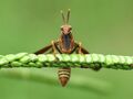 Wasp Mantidfly (29954315340).jpg