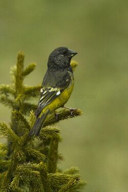 White-winged Grosbeak - Almaty - Kazakistan S4E4090 (22417234274).jpg