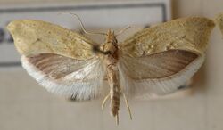 Ypsolopha.persicella.mounted.jpg