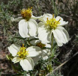 Zinnia acerosa flowers.jpg