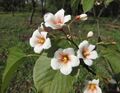 油桐 Vernicia fordii -武漢植物園 Wuhan Botanical Garden- (9229897402).jpg