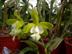 A and B Larsen orchids - Epicattleya Siam Jade Dscn3328.jpg