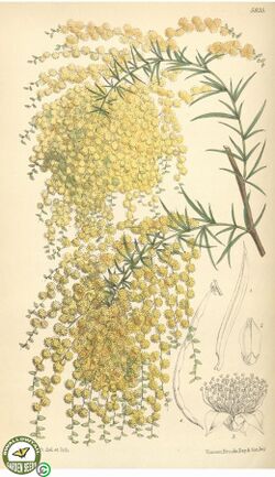 Illustration of "Acacia riceana"