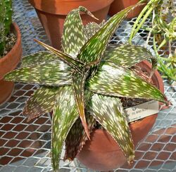 Aloe hemmingii 1.jpg