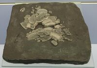 Asteracanthus reticulatus fossil cast.jpg