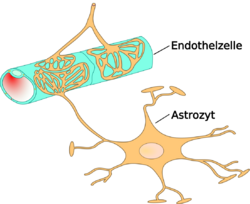 Astrocyte.
