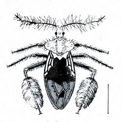 Australian insects (Plate XXXI) (7268263964), 9.jpg