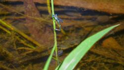 Austrolestes minjerriba (49738408277).jpg