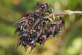 Blowflies pollinating Bulbophyllum lasianthum.jpeg