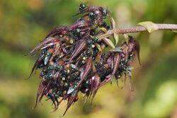 Blowflies pollinating Bulbophyllum lasianthum.jpeg