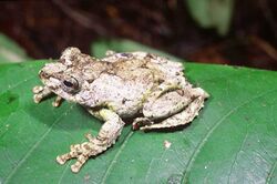 Boophis lichenoides01.jpg