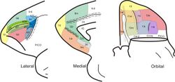 Brodmann areas of frontal cortex of monkey brain (Cebus apella).jpg