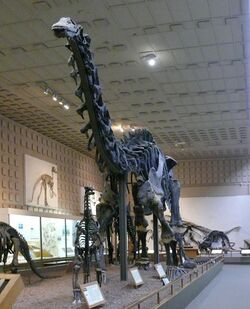 Brontosaurus Yale Peabody cropped.jpg