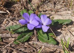 Brunoniella australis 4.jpg