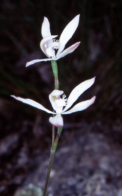 Caladenia dimorpha.jpg