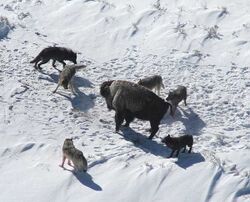 Photograph of an American bison standing its ground surrounded by six wolves in winter