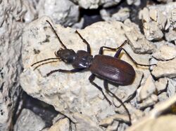 Carabidae - Pterostichus honnoratii.JPG