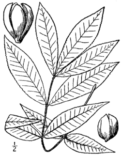 Carya texana BB-1913.png