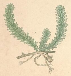 illustration of "Caulerpa chemnitzia" var. "laetevirens"